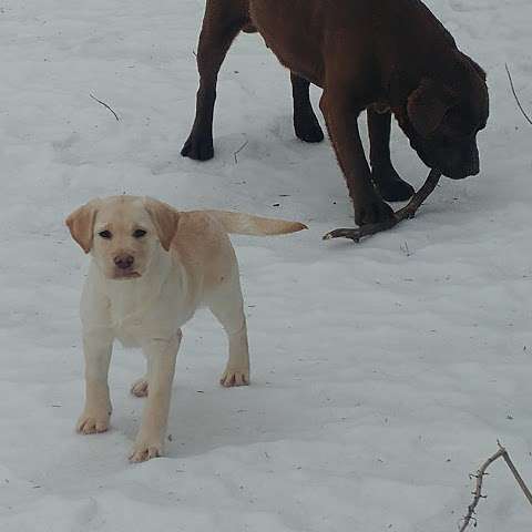 North Pine Labradors